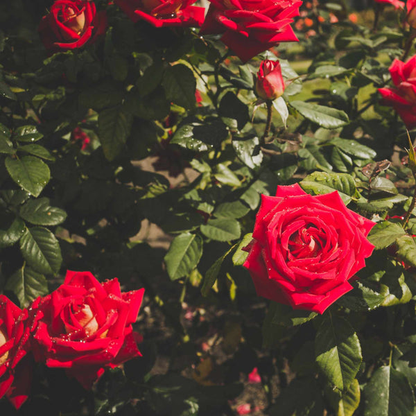 'My Valentine' Hybrid Tea Rose