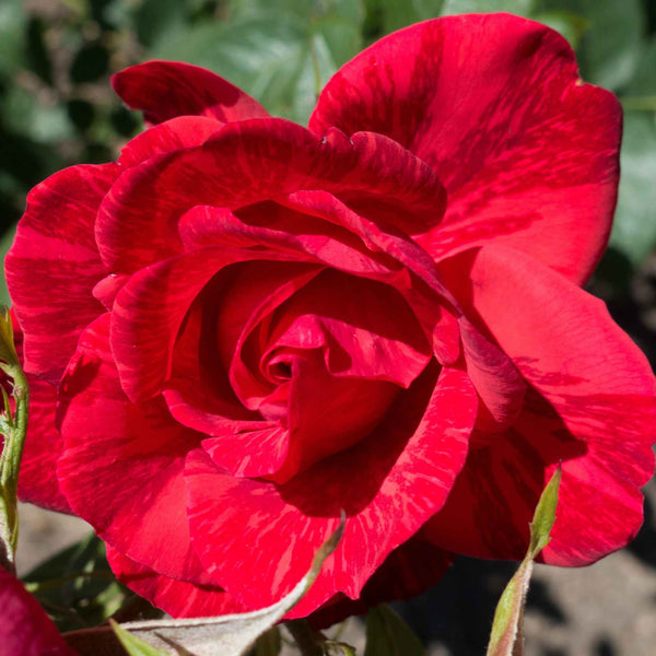 'Ruby Wedding' Hybrid Tea Rose