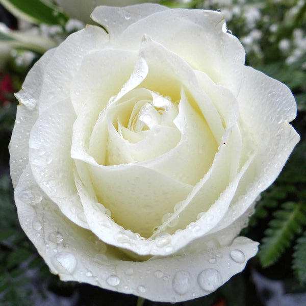 'Silver Anniversary™' Hybrid Tea Rose