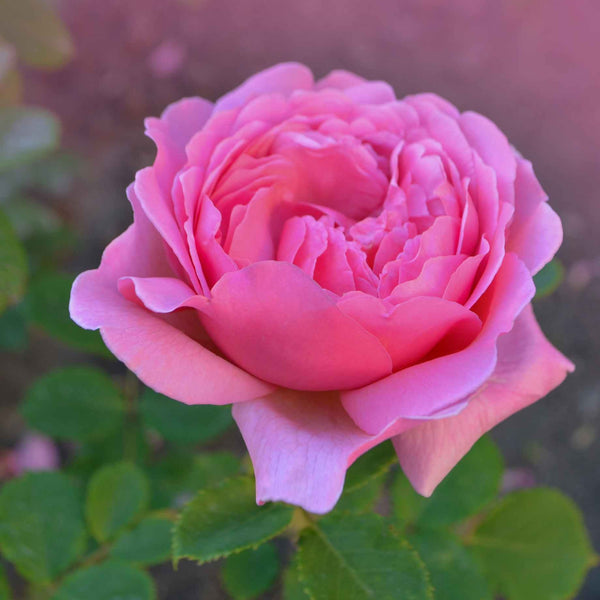 'Wedding Bells®' Hybrid Tea Rose