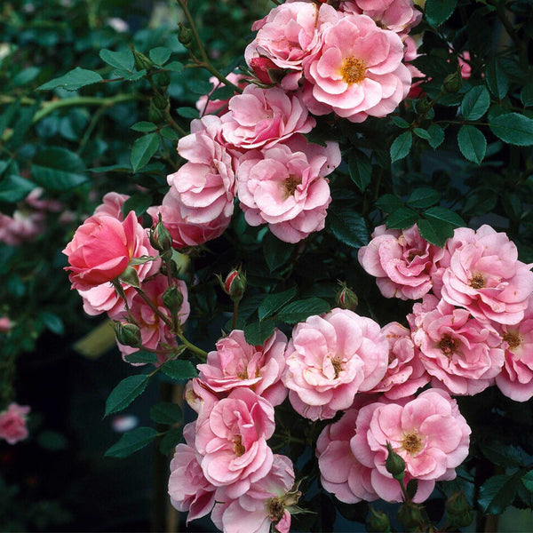 'Sweet Cover®' Ground Cover Rose
