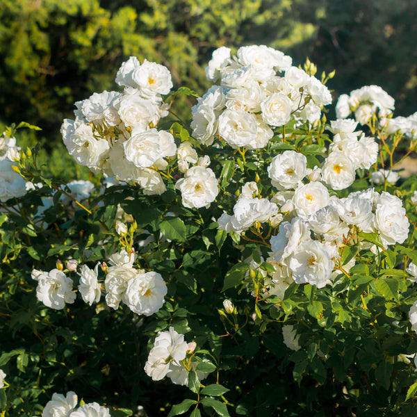 'White Cover®' Ground Cover Rose