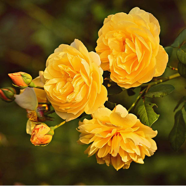 'Flaming Cover®' Ground Cover Rose