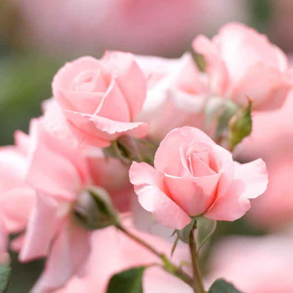 'Anna Ancher™' Nostalgia Shrub Rose