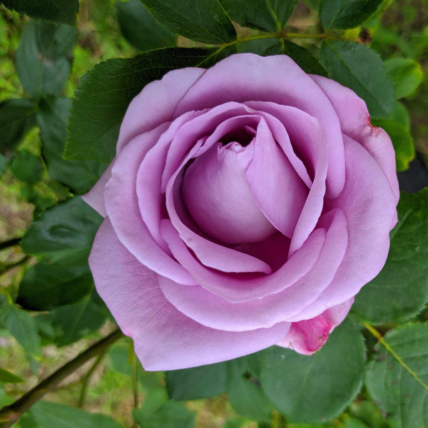 'Novalis®' Nostalgia Shrub Rose