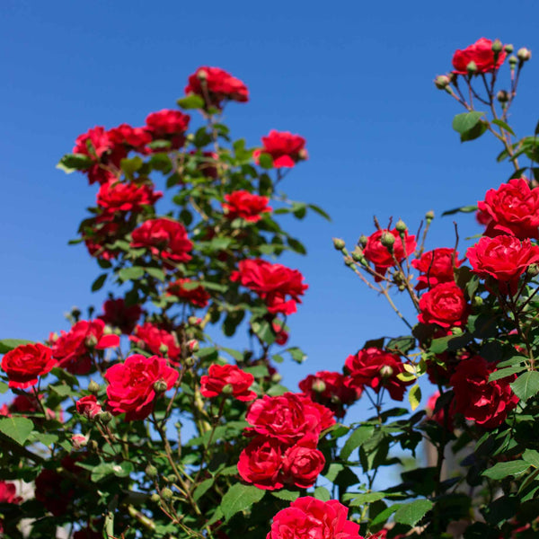 'Scarlet Hit®' Patio Shrub Rose