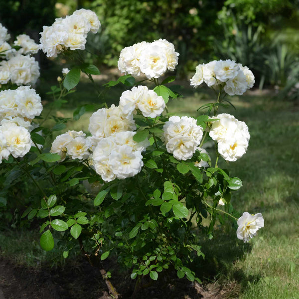 'Snow Kisses' Patio Shrub Rose