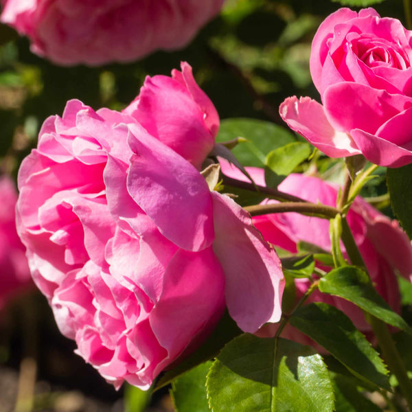 'Pink Perfection' Scented Hybrid Tea Rose