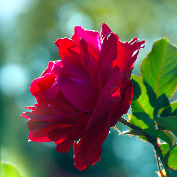 'Royal Parfuma®' Scented Hybrid Tea Rose