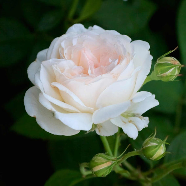 'Pear™' Culinary Shrub Rose