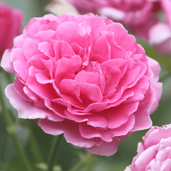 'Raspberry™' Culinary Shrub Rose