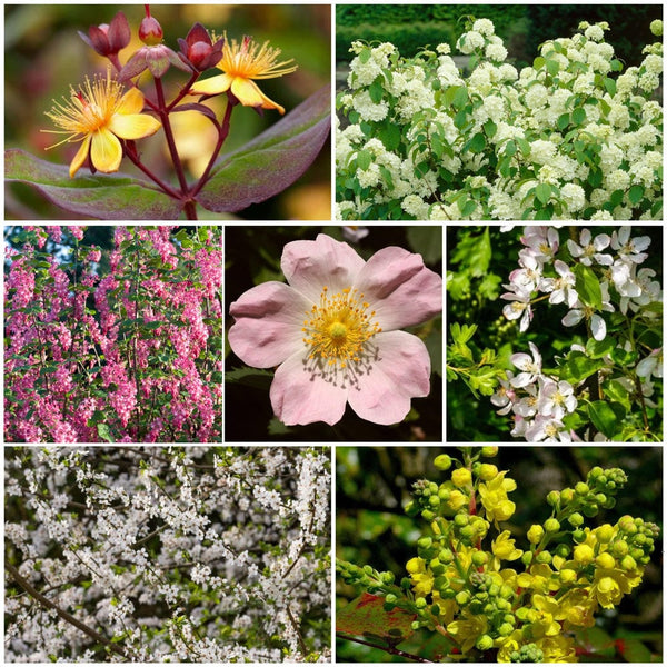 The Ultimate Flowering Hedge