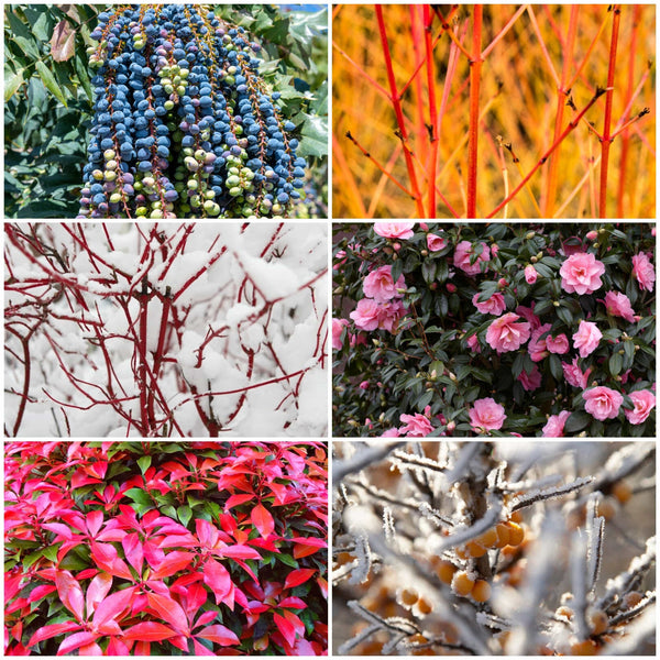 Ultimate Winter Colour Collection