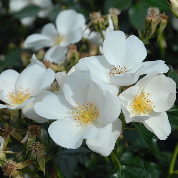 'Silver Ghost' Shrub Rose