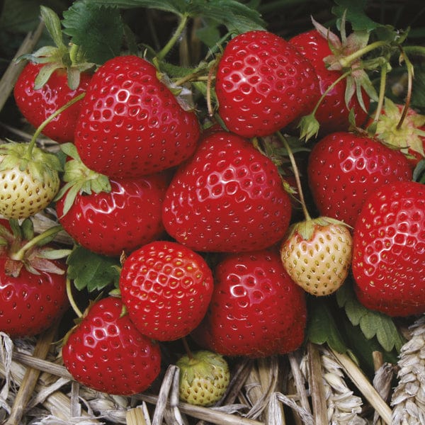 Elegance A+ Grade Strawberry Plants (Mid)