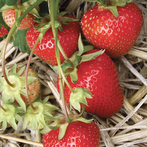 Strawberry Christine A+ Grade Plants (Early Season)