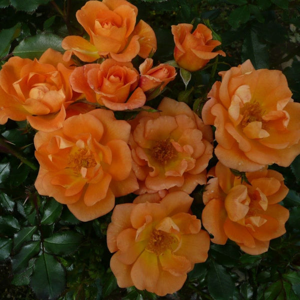 'Sweet Magic' Patio Shrub Rose