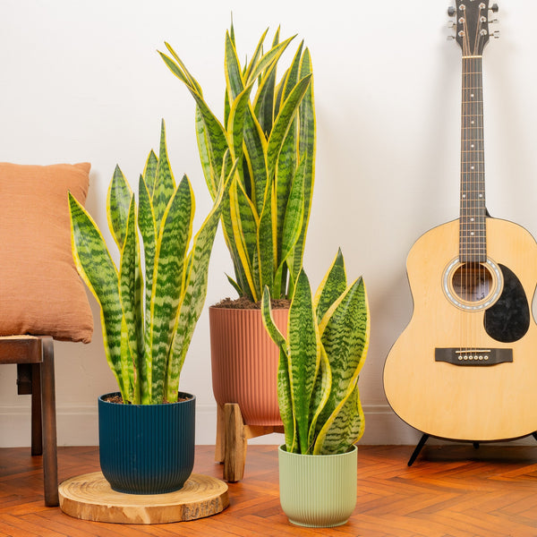 Sansevieria 'Laurentii'