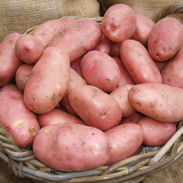 'Java' Maincrop Seed Potatoes