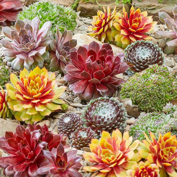 Sempervivum Mix