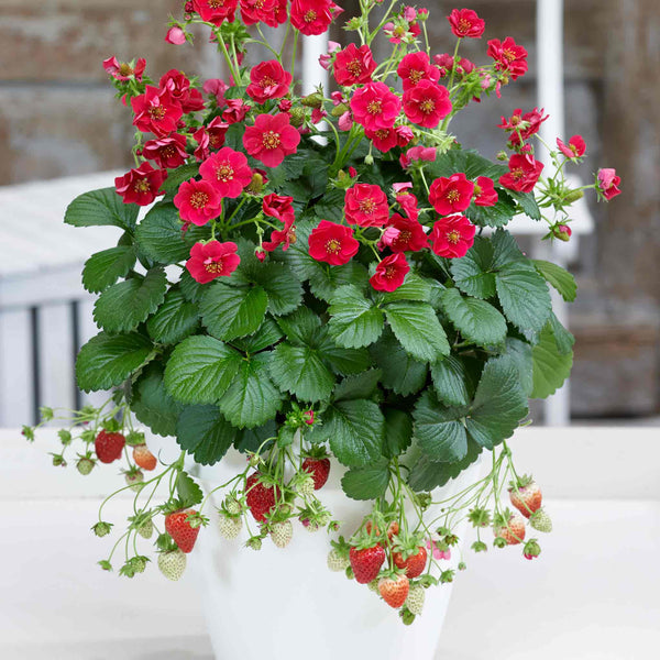 Strawberry Plant 'Summer Breeze Rose'