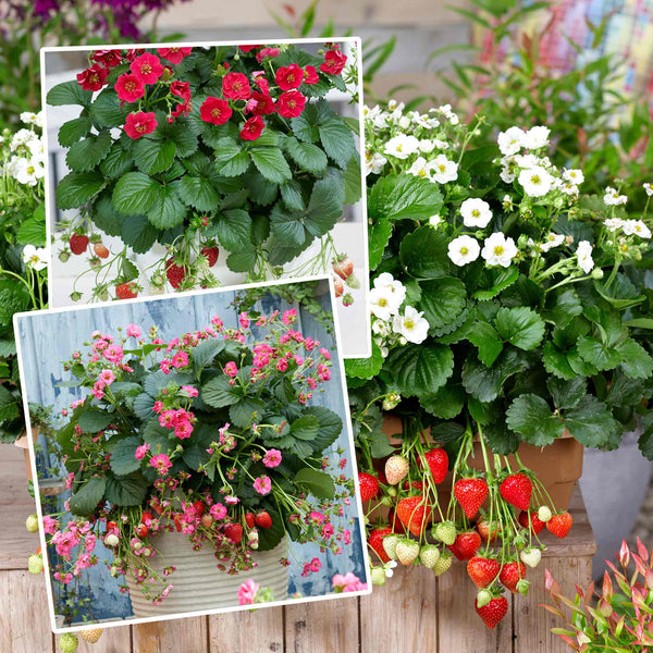 Strawberry Plant 'Summer Breeze Mixed'