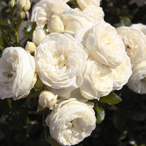 'Sweet Child of Mine' Floribunda Rose