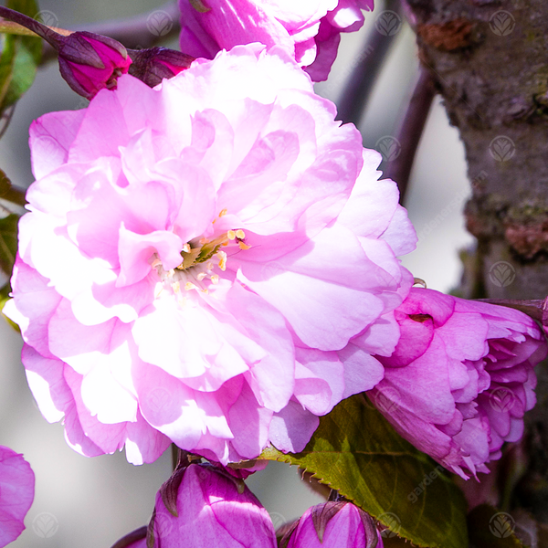Prunus 'Pink Perfection'