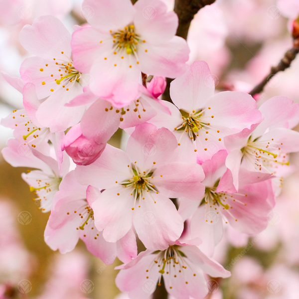 Prunus 'Pandora'