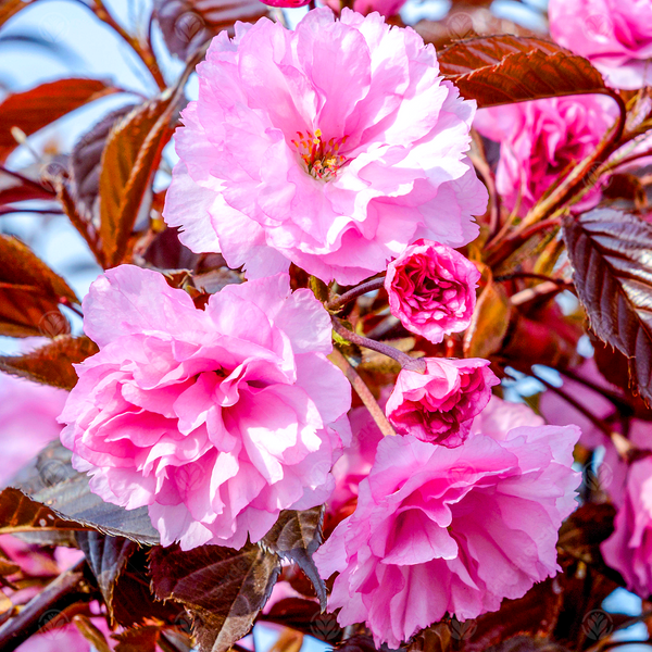Prunus 'Royal Burgundy'