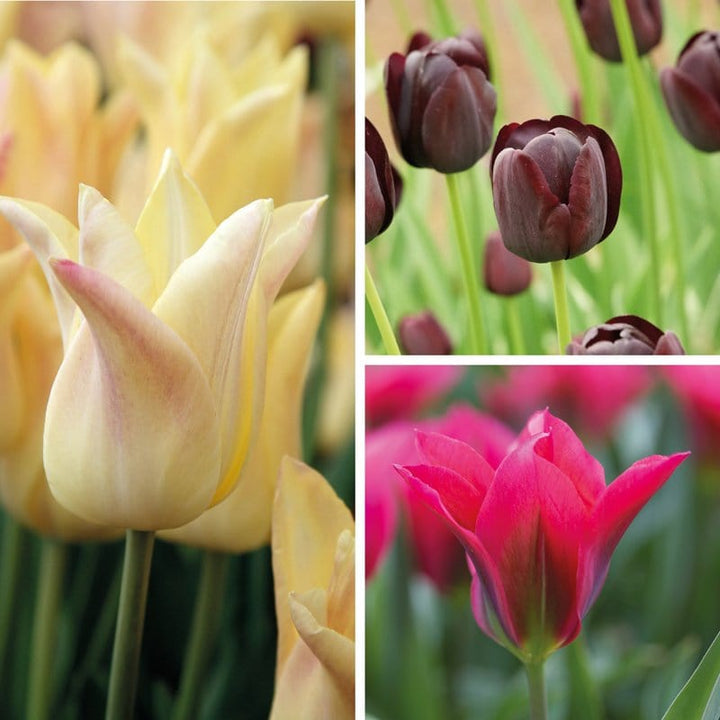 Tulip Late Flowering Bulb Collection – Plantroops United Kingdom