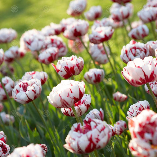 Tulip 'Carnaval de Nice'