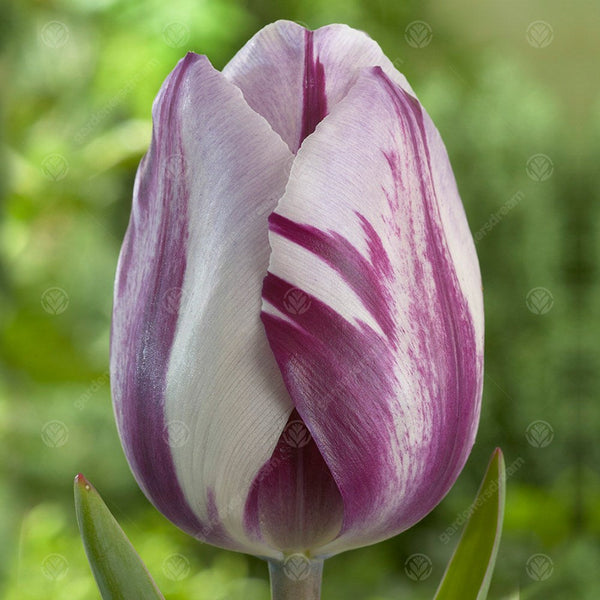 Tulip 'Zurel'