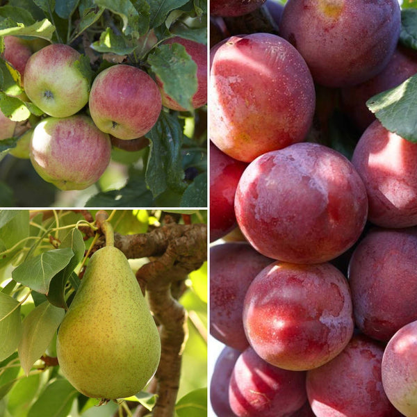 The 3 Top Performing Fruit Trees to Grow in the UK | Apple, Pear & Plum