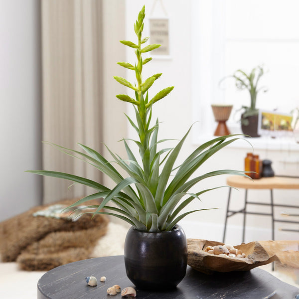 Tillandsia oerstediana