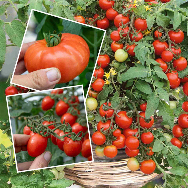 Tomato Plant 'Outdoor Collection'