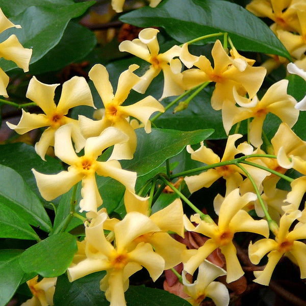 Trachelospermum jasminoides Star of Toscana (Star Jasmine) Plants