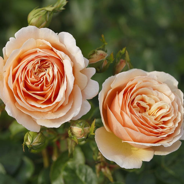 'Tropicana' Hybrid Tea Rose