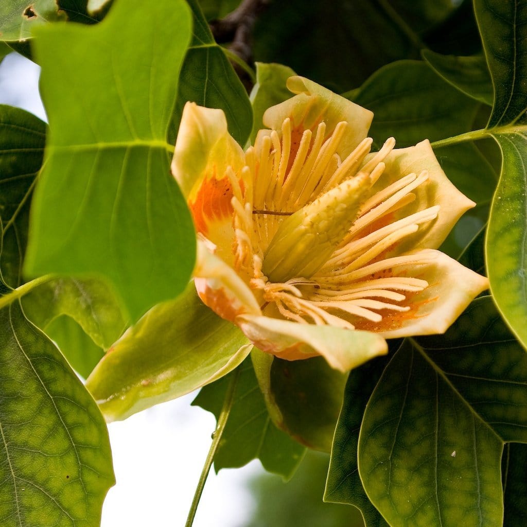 Fastigiate Tulip Tree | Liriodendron tulipifera 'Fastigiatum ...