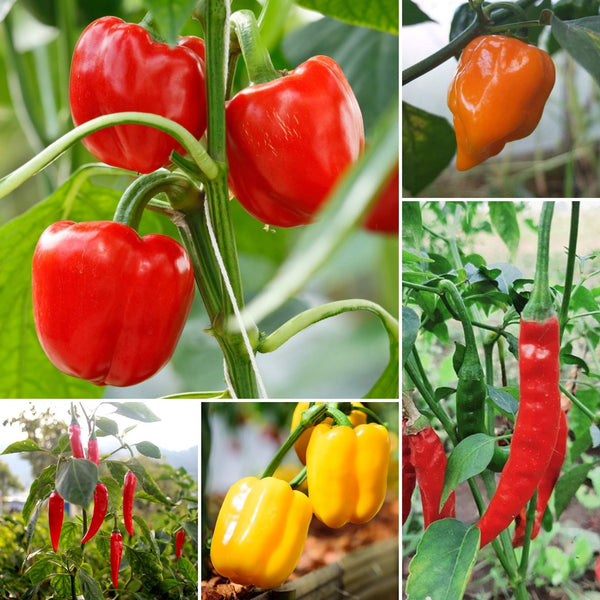Ultimate Chilli & Pepper Plant Collection