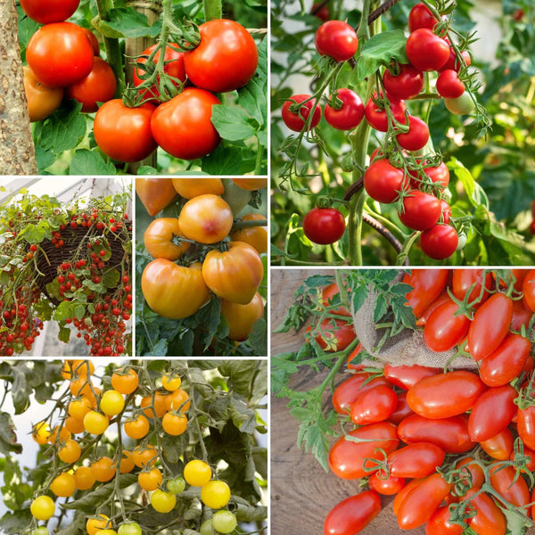 Ultimate Tomato Plant Collection