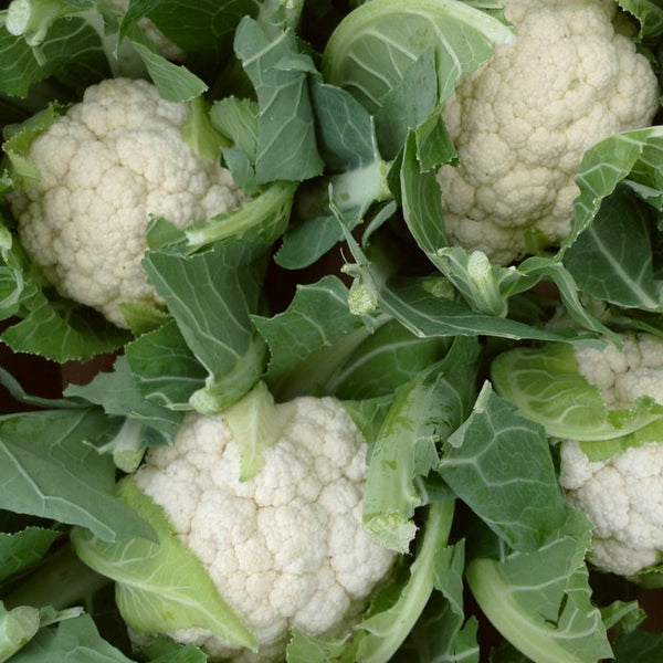 'White Excel F1' Cauliflower Plants