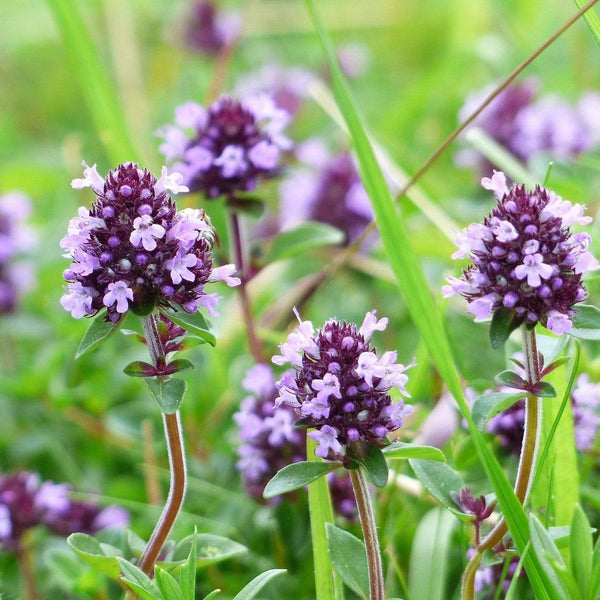 Thyme Plants