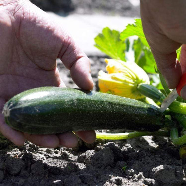 'El Greco' Courgette Plants