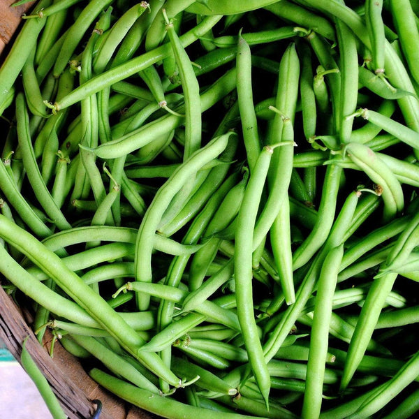 'Tendergreen' Dwarf French Green Bean Plants