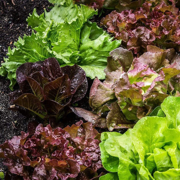 'Red Salad Bowl' Lettuce Plants