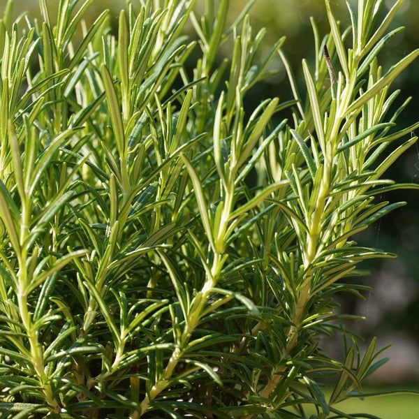 Rosemary Plants