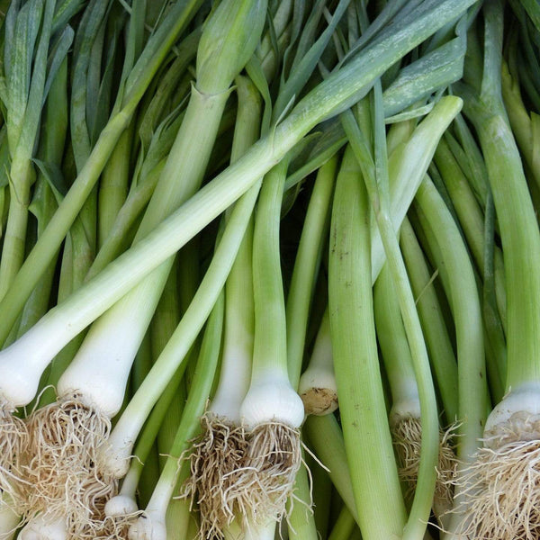 'White Lisbon' Spring Onion Plants