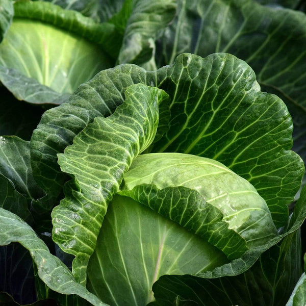 'Mastergreen' Spring Cabbage Plants