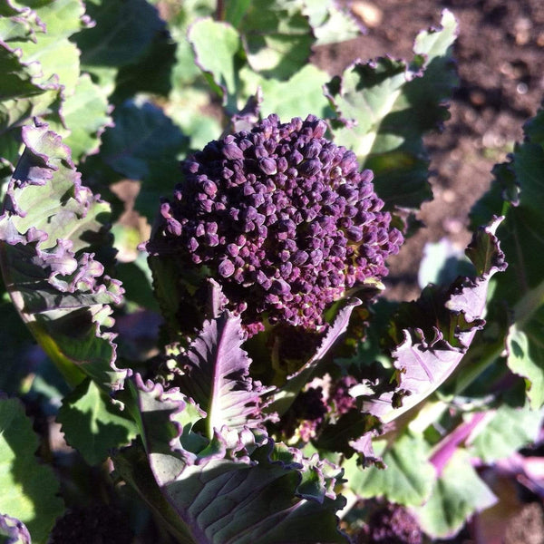 Purple Sprouting Broccoli Plants